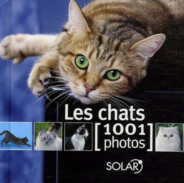 Les Chats - 1001 Photos